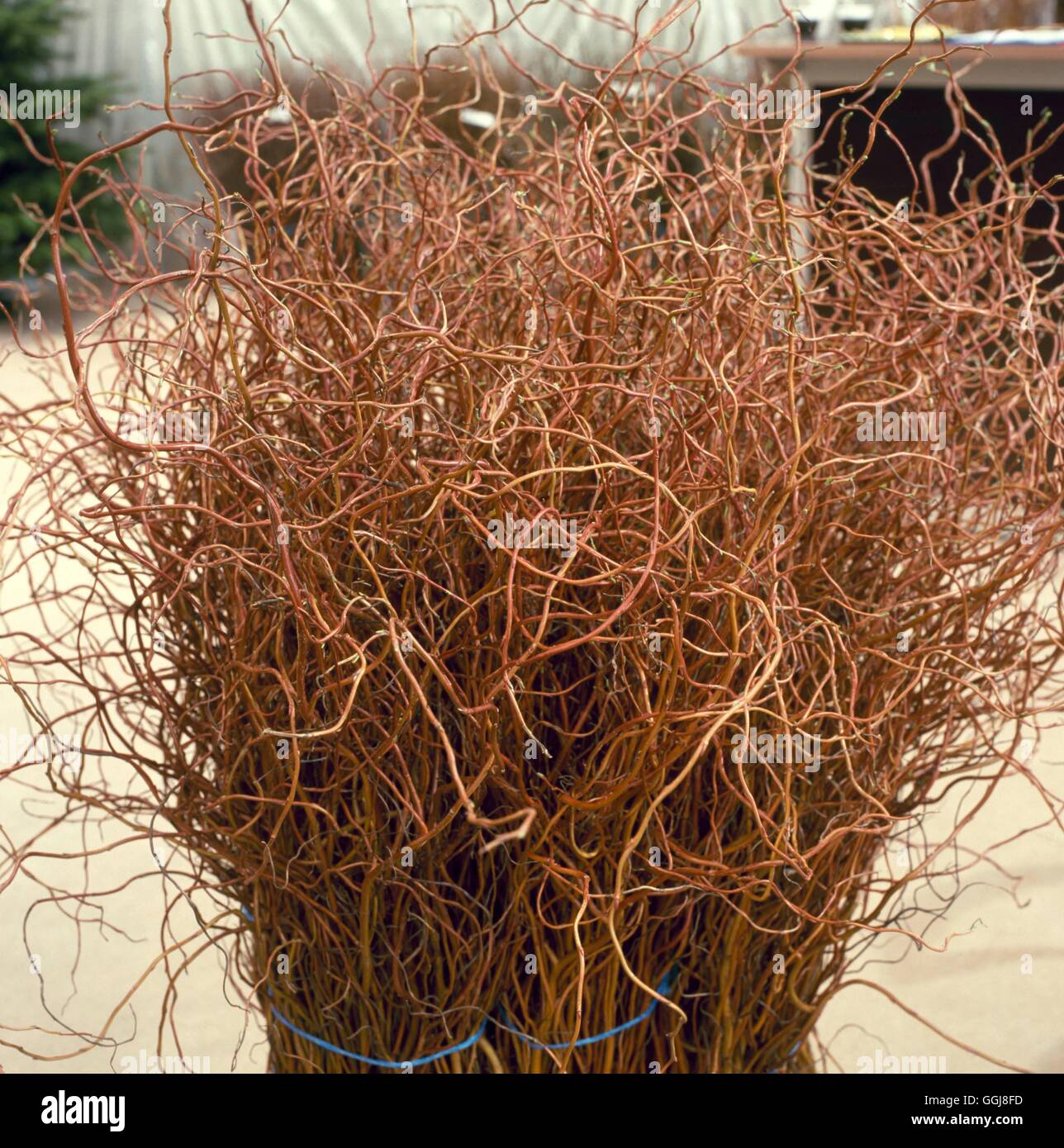 Flower Arrangements/Cut Flowers - Tortured Willow (Salix sp.) prepared for floristry use.'''''   FAR099006  Compuls' Stock Photo