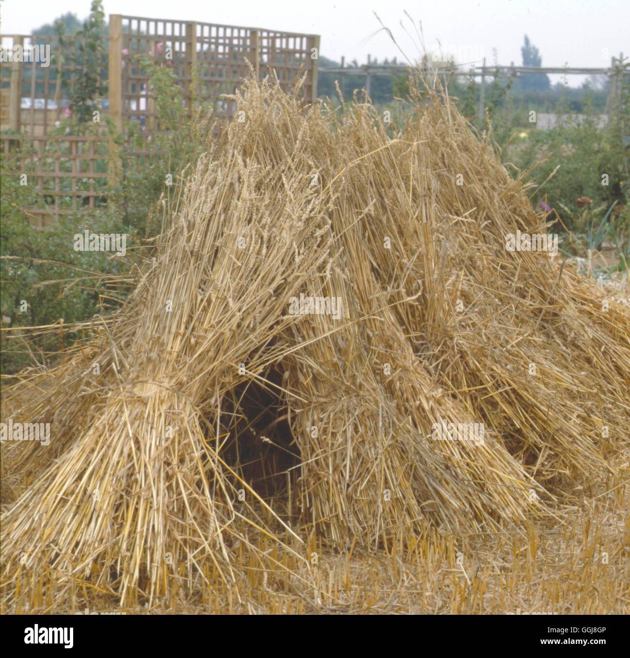 Sheaves of corn hires stock photography and images Alamy