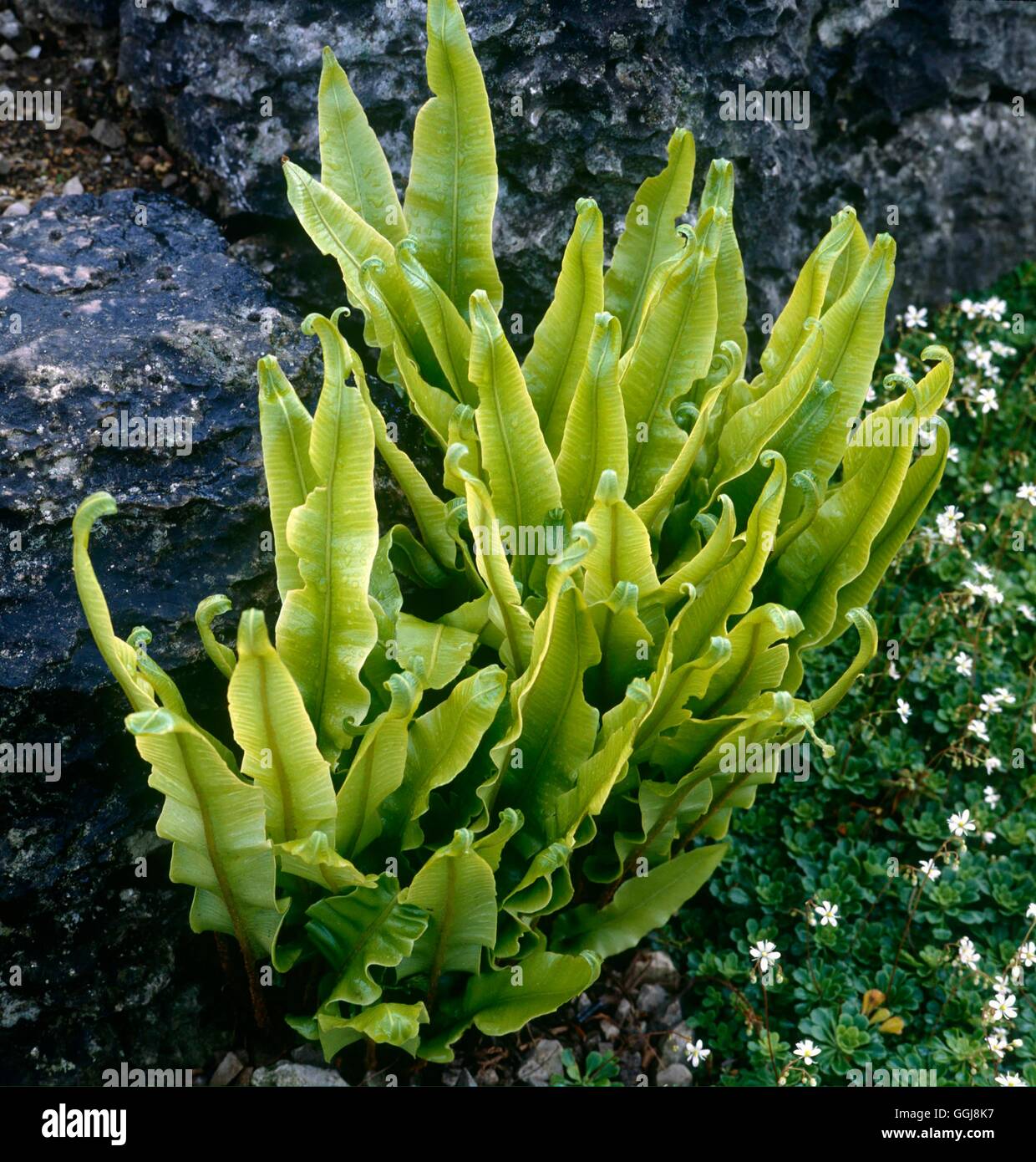 Asplenium scolopendrium AGM - (Syn Phyllitis scolopendrium)   FER001258  /Pho Stock Photo