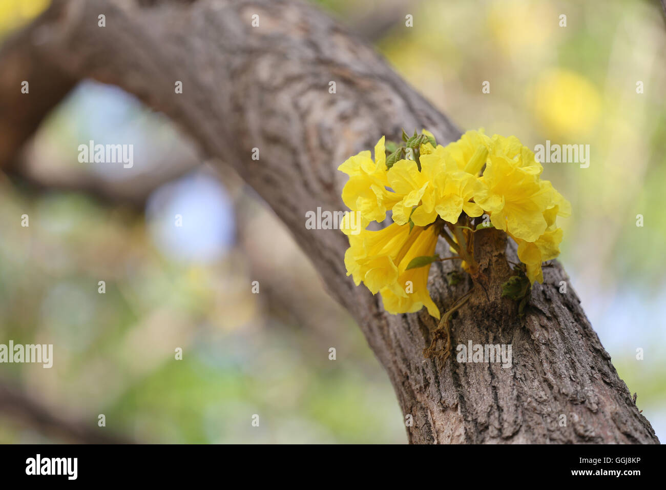Tabebuia spectabilis flower or Yellow tabebuia flower bloom on tree in the garden,Tropical yellow flowers a species from India. Stock Photo