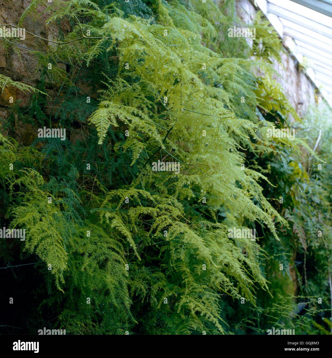 Asparagus plumosus hires stock photography and images Alamy