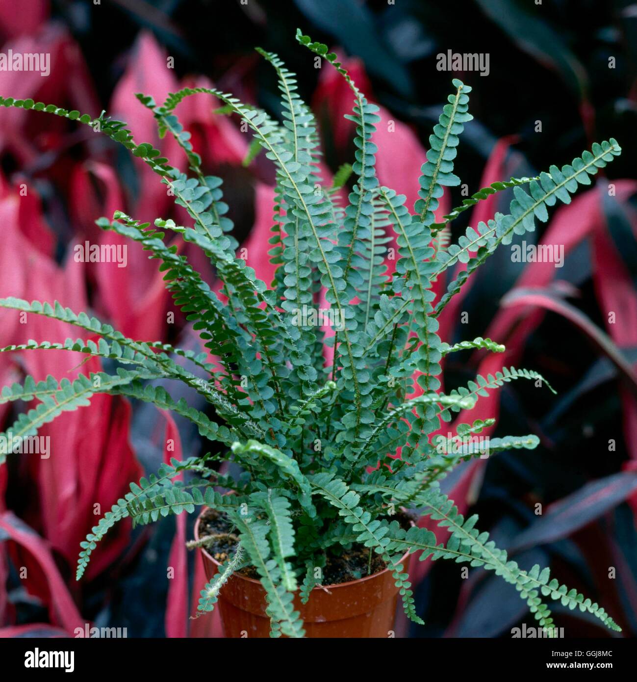 Pellaea rotundifolia - Button Fern   FER020762 Stock Photo