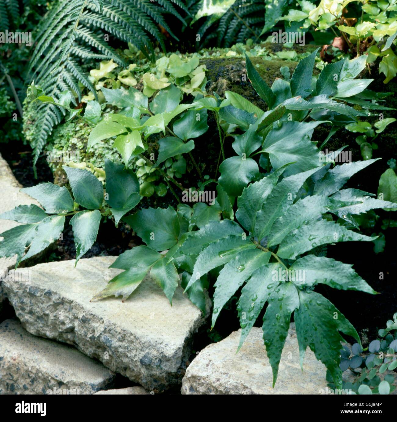 Cyrtomium falcatum AGM - (Syn Polystichum falcatum) - Japanese Holly Fern   FER028180     Photos Hor Stock Photo