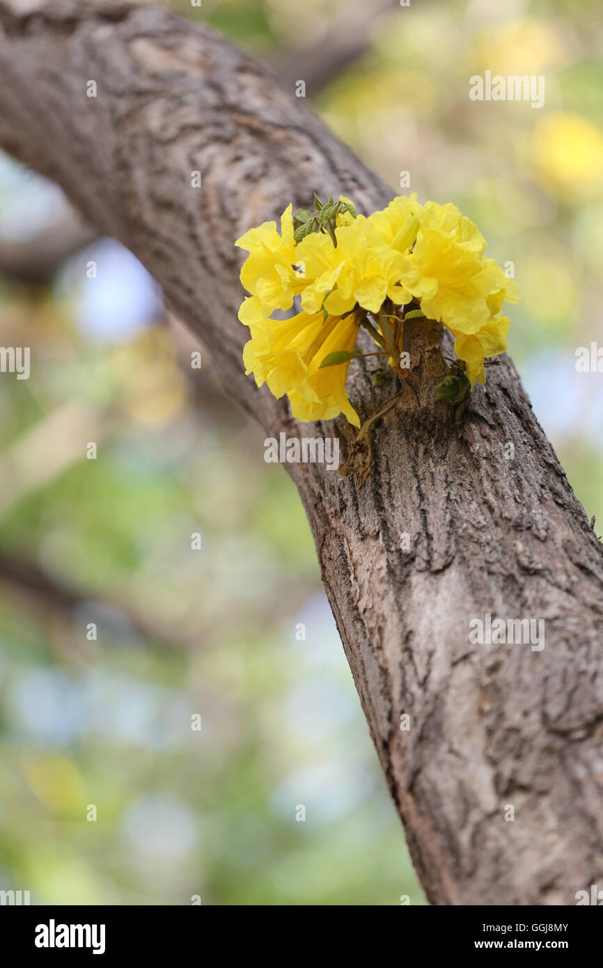Tabebuia spectabilis flower or Yellow tabebuia flower bloom on tree in the garden,Tropical yellow flowers a species from India. Stock Photo