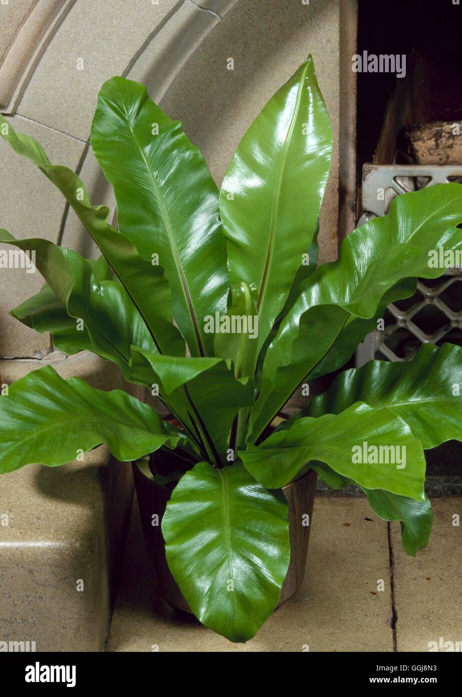 Asplenium nidus AGM - Bird's Nest Fern FER038965 Stock Photo - Alamy
