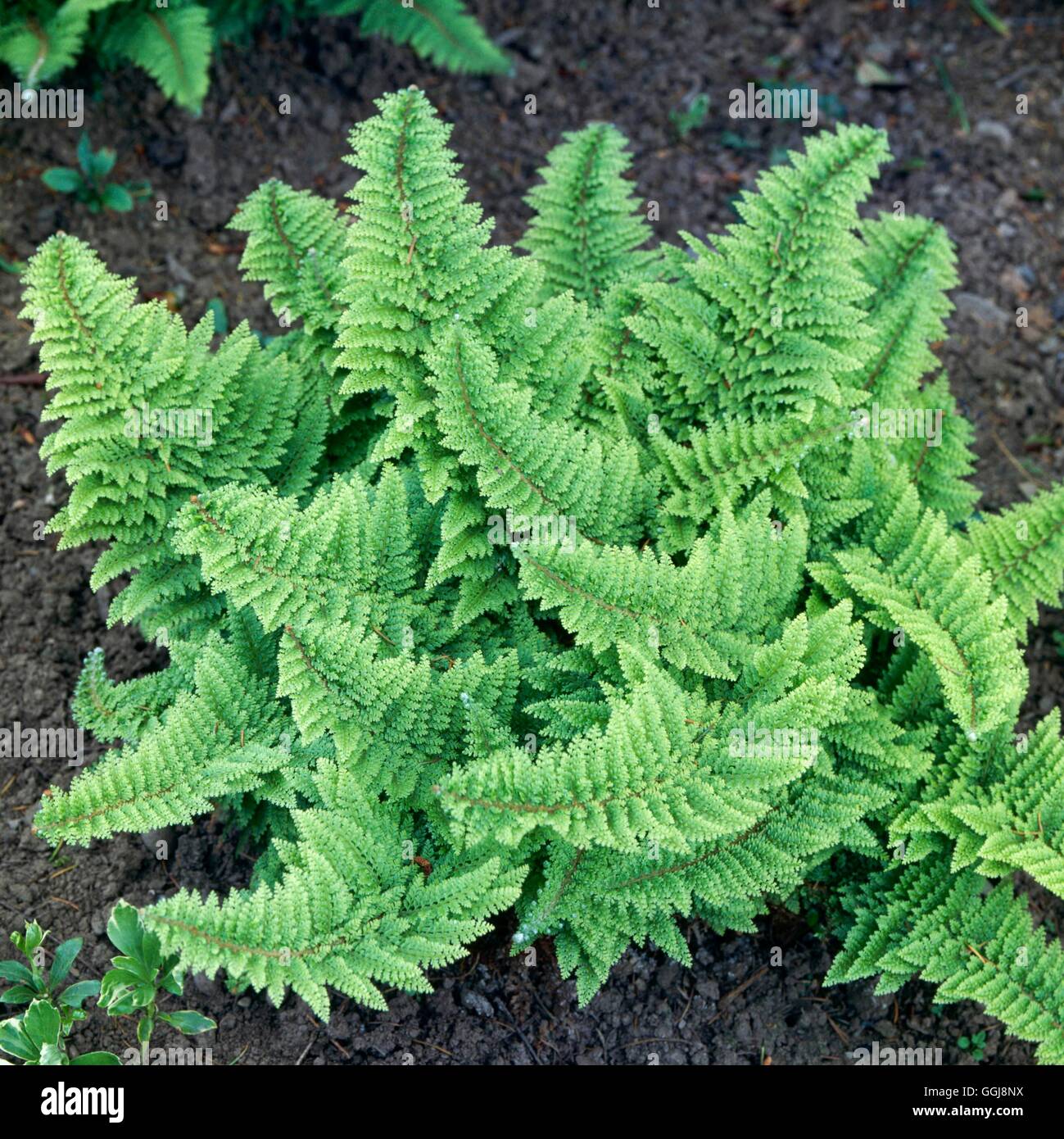 Polystichum setiferum - Plumosodivisilobum Group- - (Syn P. ss. 'Plumosum-densum')   FER051069     P Stock Photo