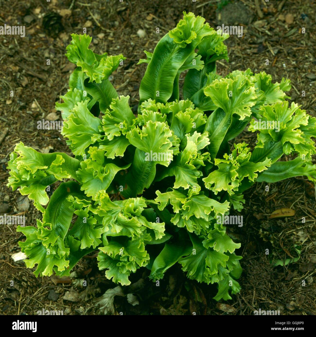 Asplenium scolopendrium - Cristatum Group- - (Syn Phyllitis scolopendrium 'Cristata')   FER052079 Stock Photo