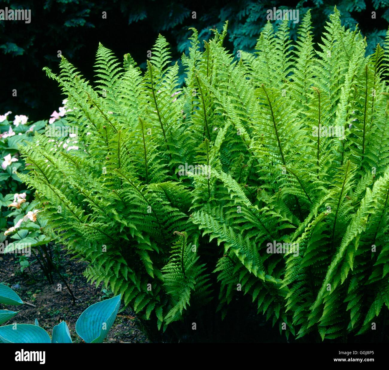 Dryopteris affinis - Crispa Group (Syn D. borreri 'Crispa')   FER052081  /Pho Stock Photo