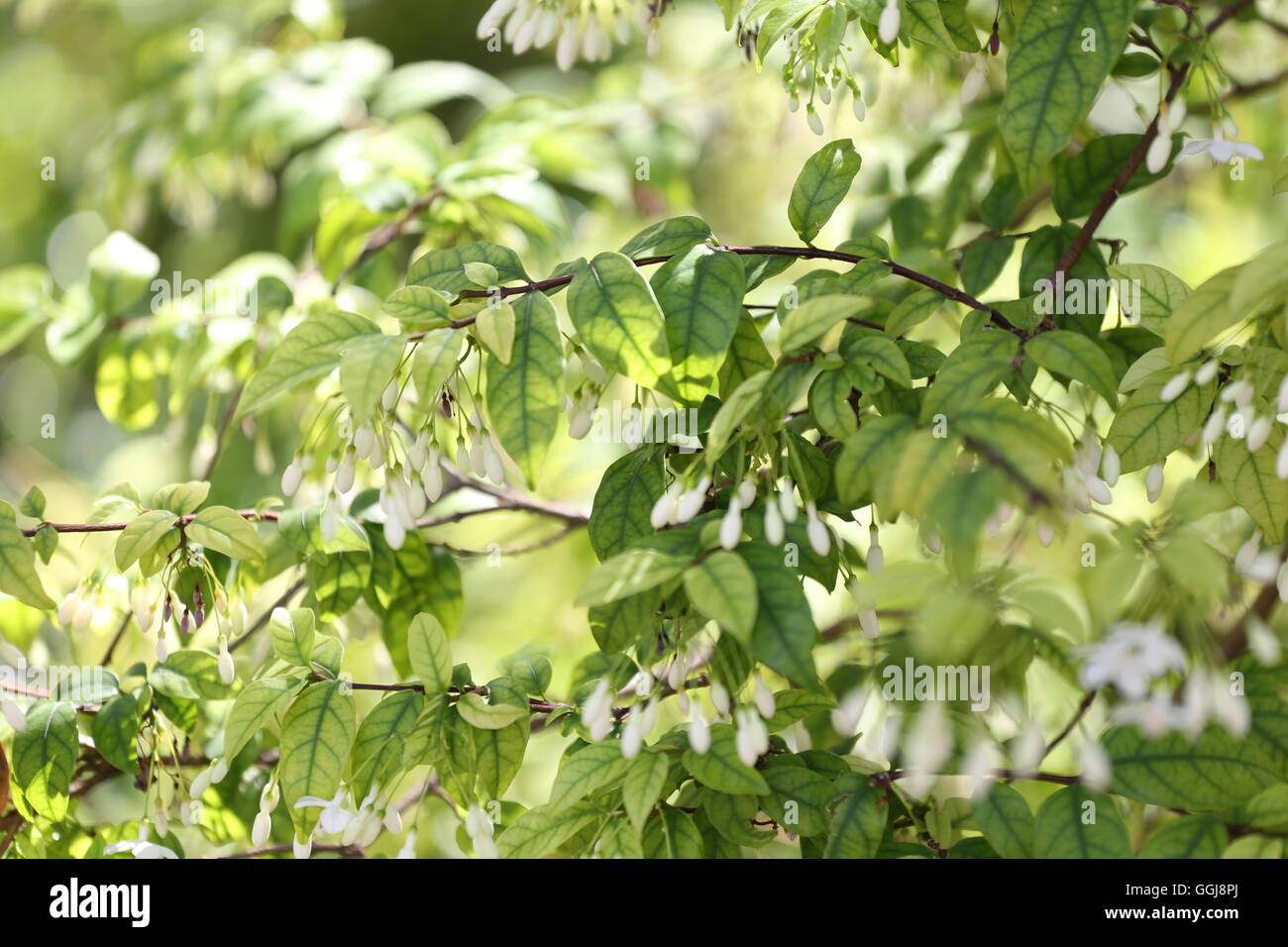 Wrightia religiosa Benth tree (Apocynaceae) in the garden and have bloom flower,Asian tropical plants and aromatic. Stock Photo