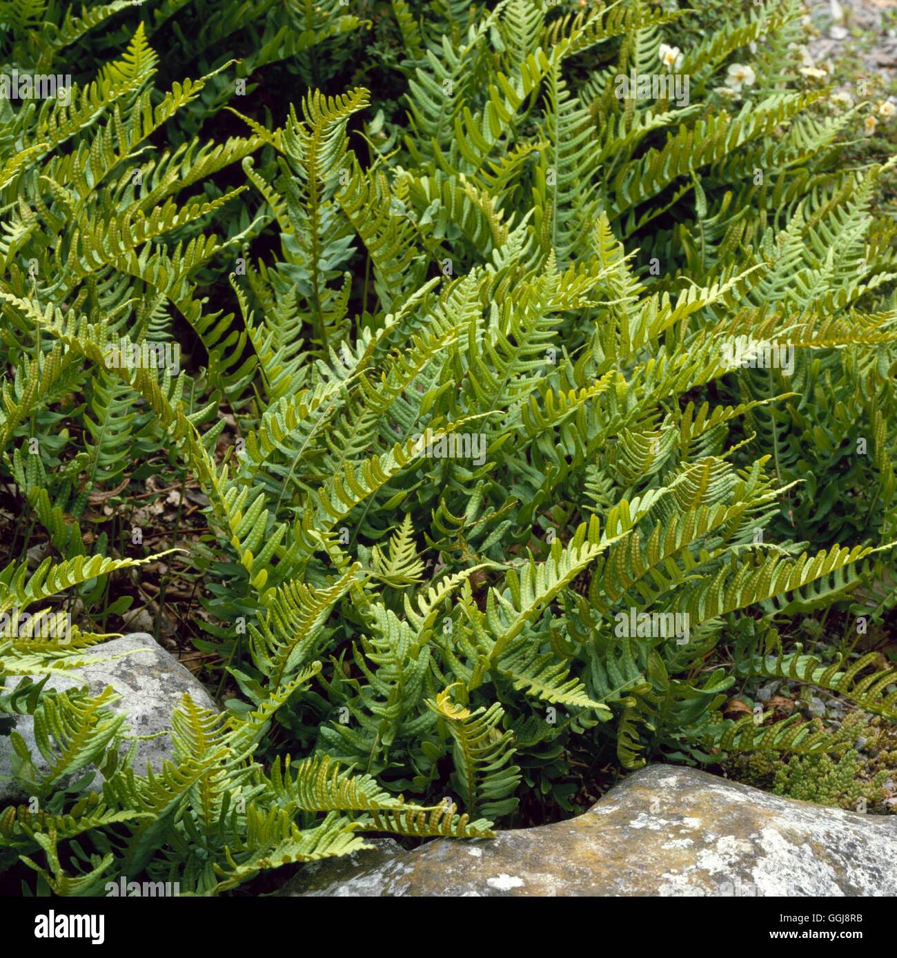 Polypodium vulgare - Common Polypody   FER058196 Stock Photo