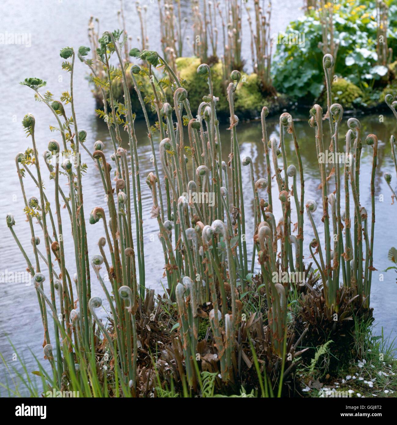 Osmunda regalis - in Spring   FER076333 Stock Photo