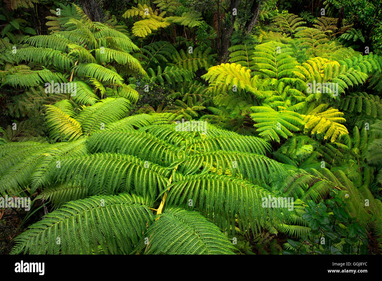 Hawaii fern forest hires stock photography and images Alamy