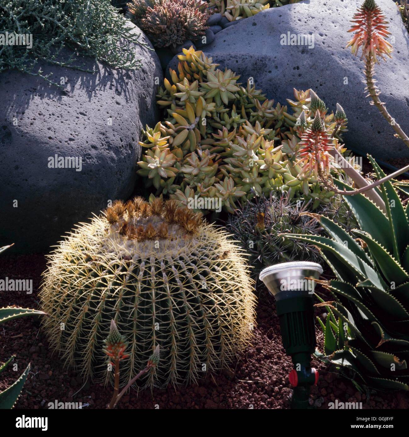 Floodlighting - of Cactus and Succulents   FLO098429 Stock Photo