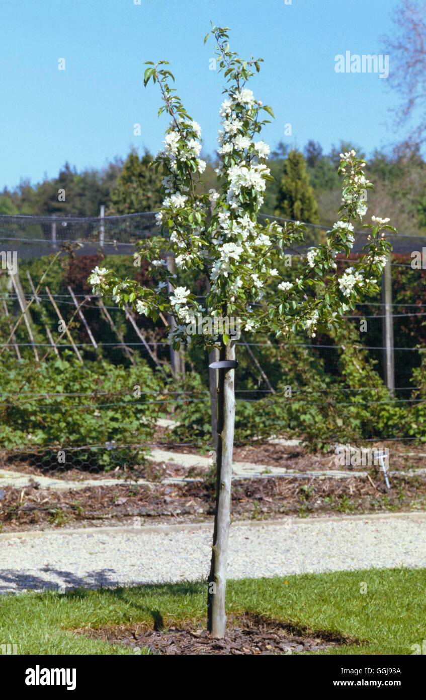 Fruit Garden/Orchard - with apple tree in foreground   FRG012316 Stock Photo