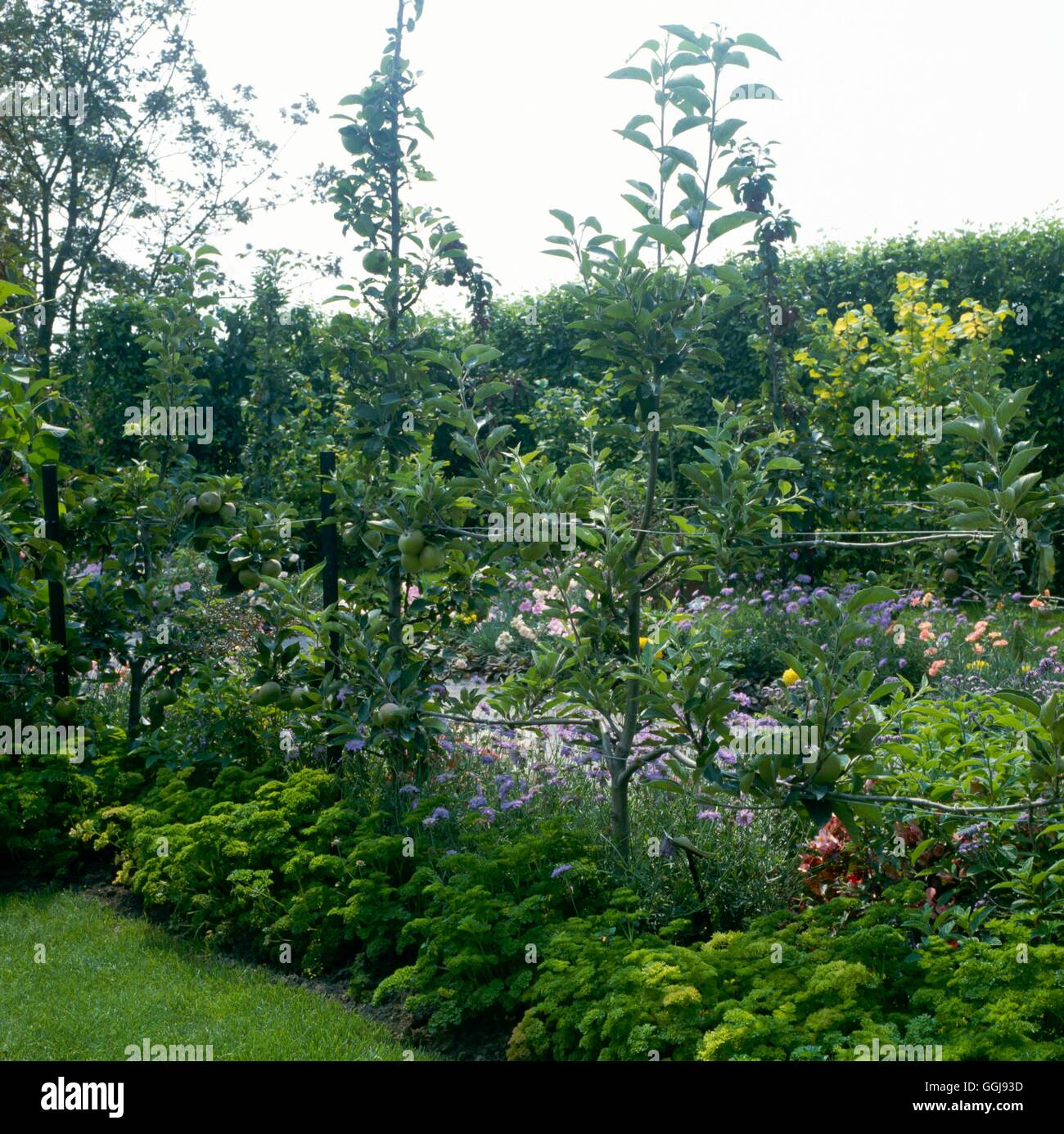 Fruit Garden/Orchard - Espalier and Ballerina trees underplanted with Parsley   FRG045394     Photos Stock Photo
