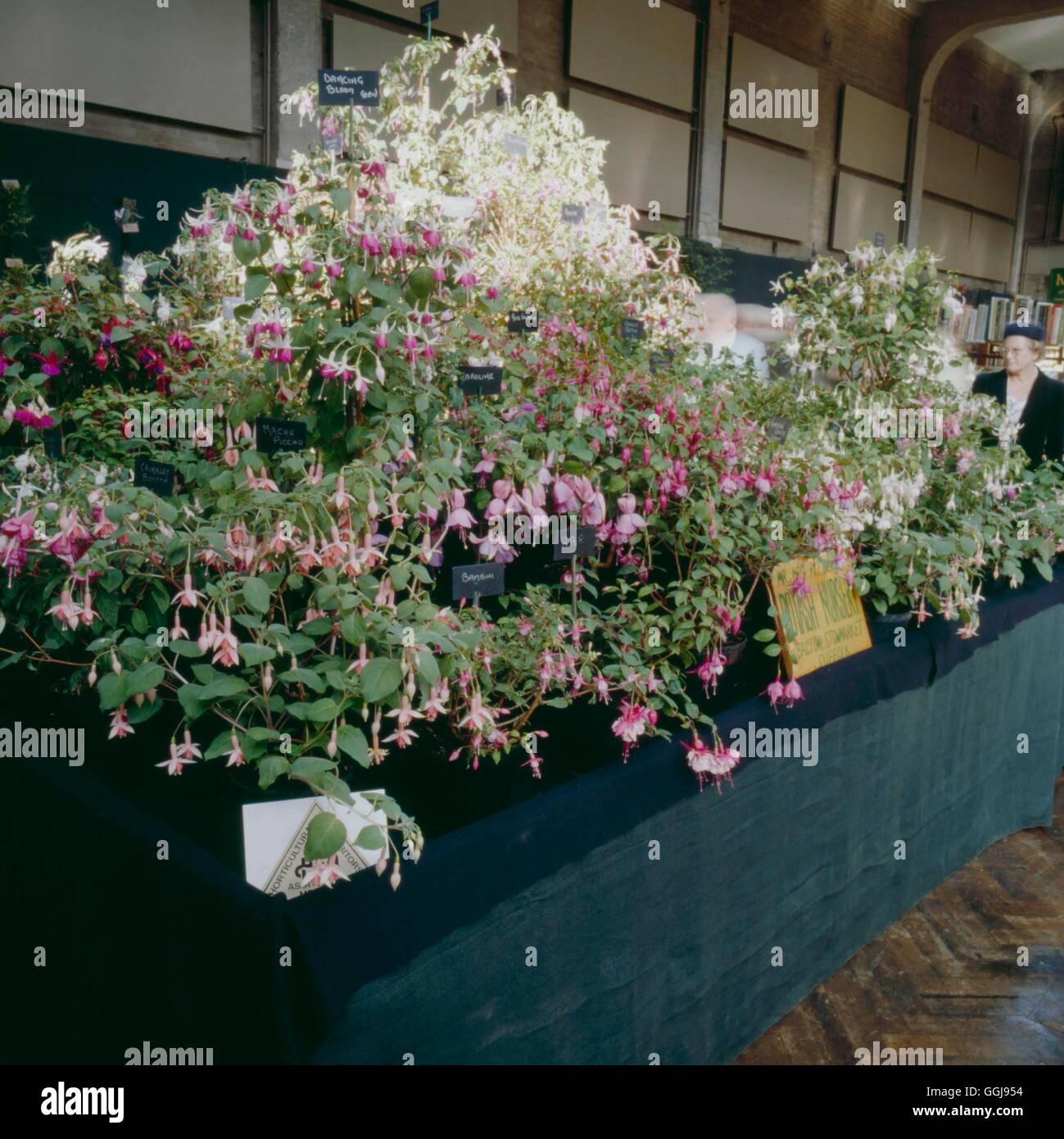 RHS Shows 1997 - Exhibit by Potash Nurseries at the Show on 6 October 1997   FRS071793     Photos Ho Stock Photo