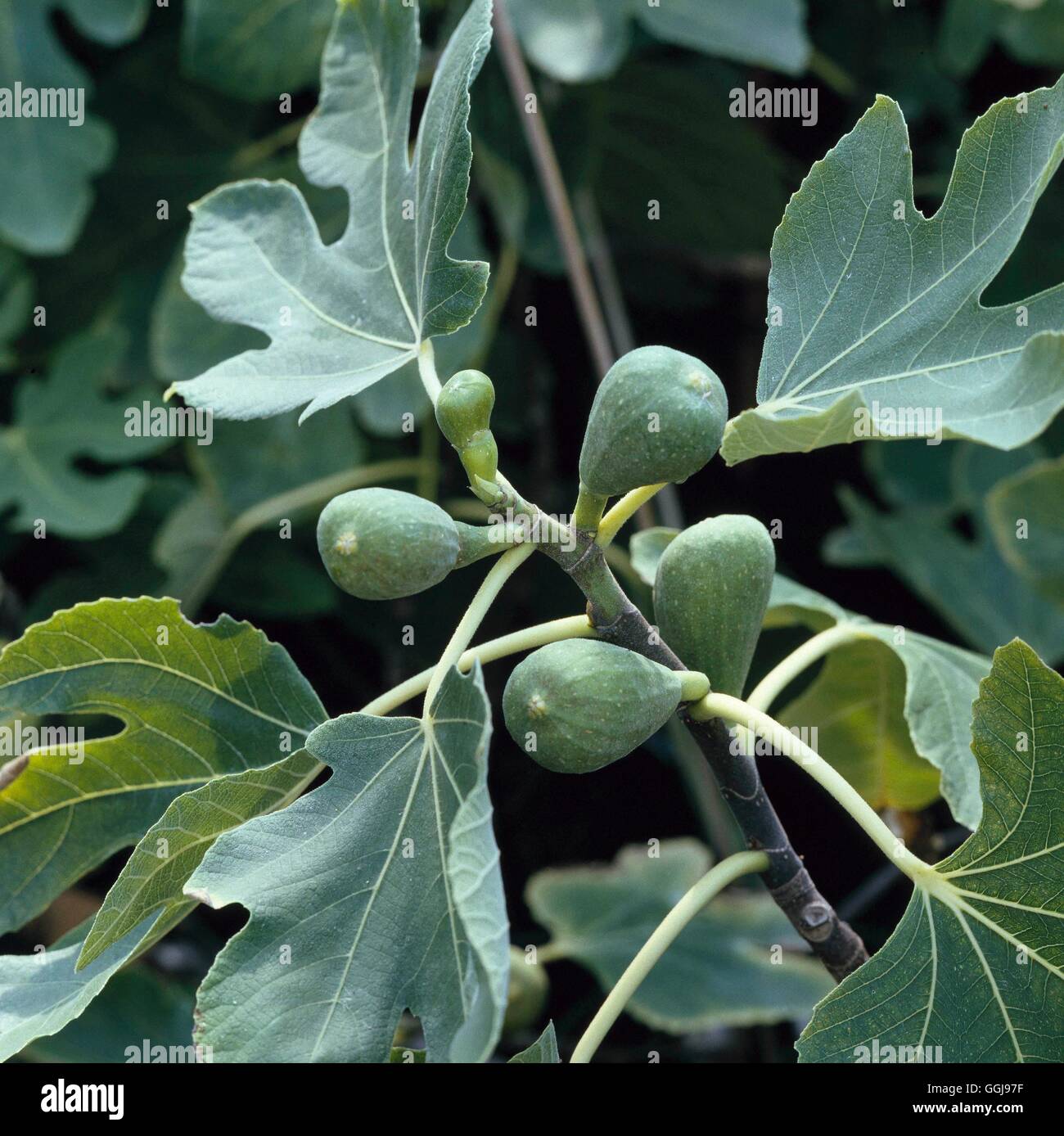 Ficus brunswick hi-res stock photography and images - Alamy