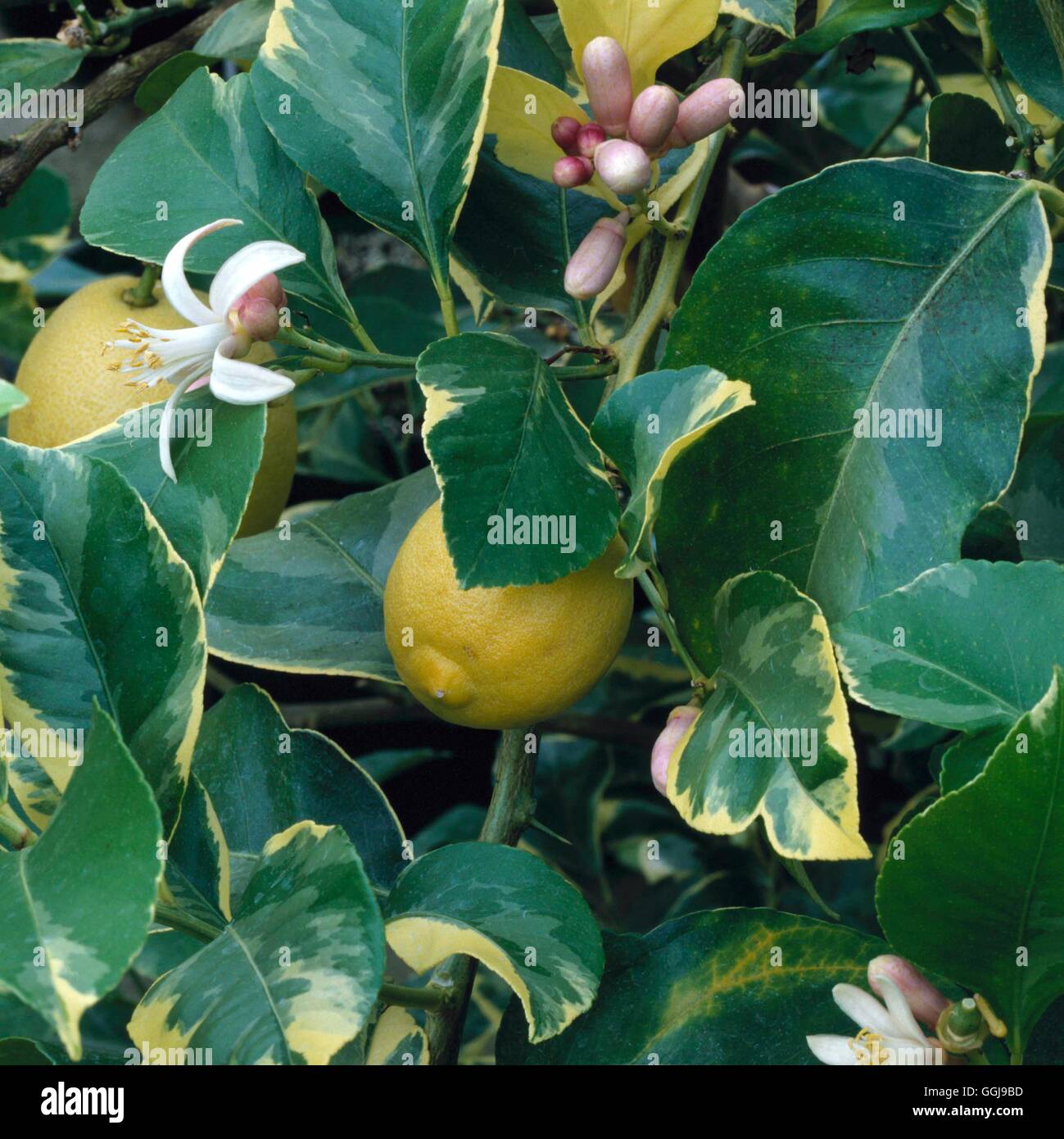 Citrus limon variegata hi-res stock photography and images - Alamy
