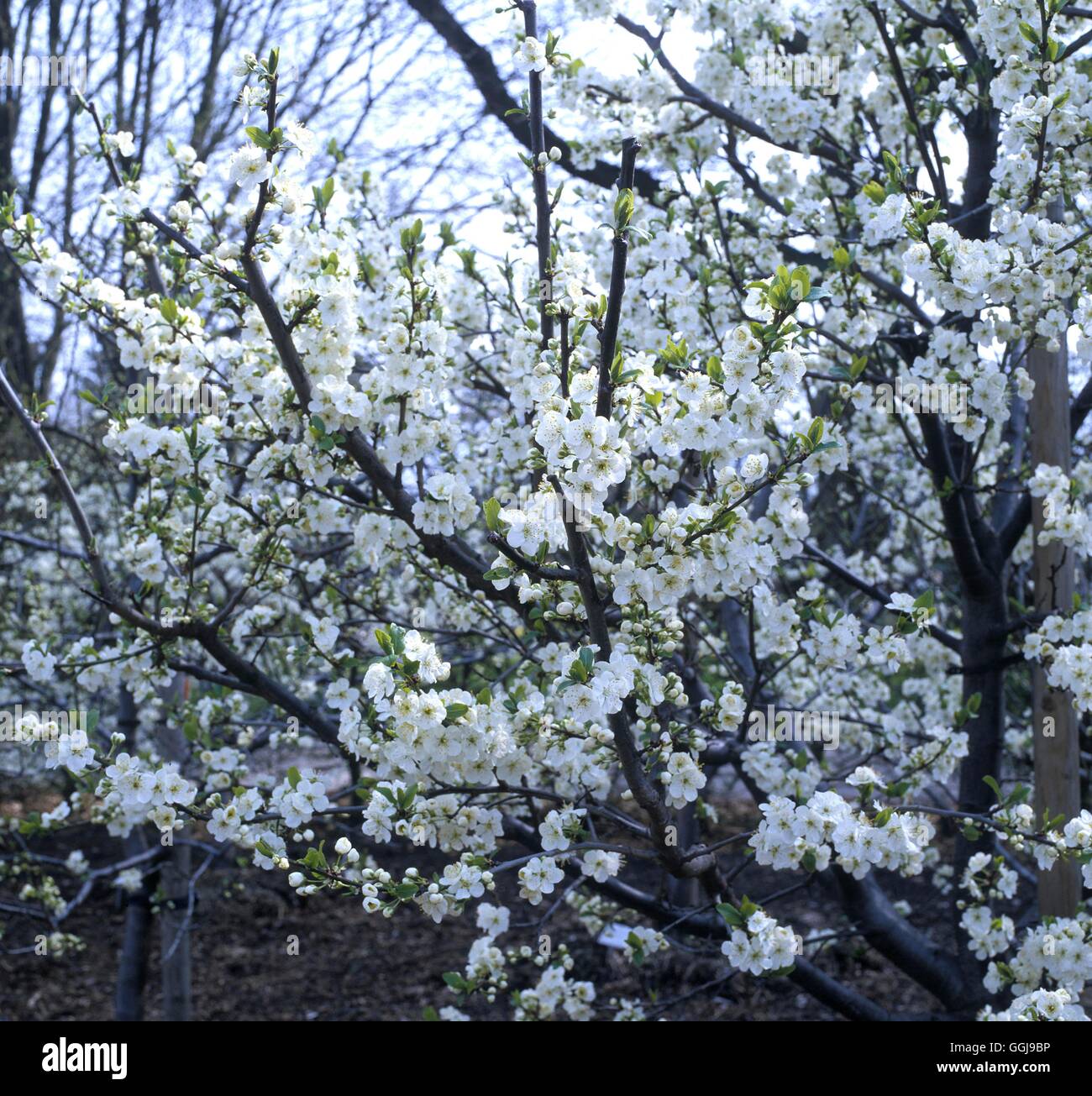 Plum 'Goldfinch' in blossom  Date: 20.06.08  FRU033524 Stock Photo