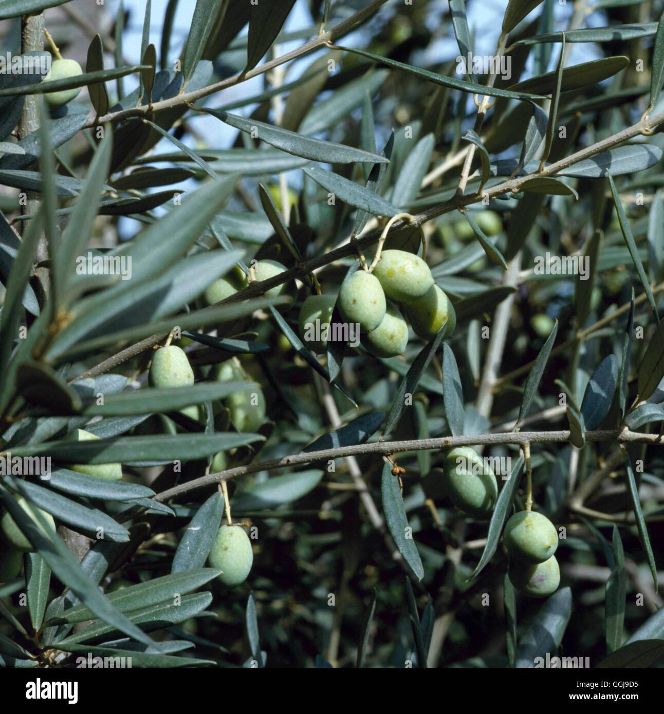 Olives - (Olea europea)   FRU040249 Stock Photo
