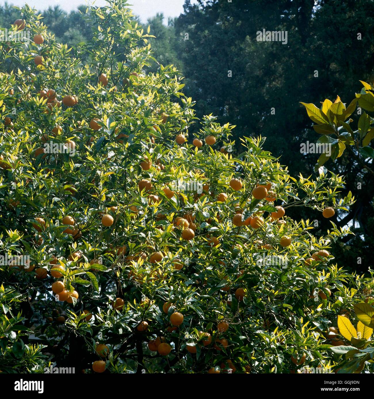 Tangerine - (Citrus reticulata cv)   FRU043215 Stock Photo