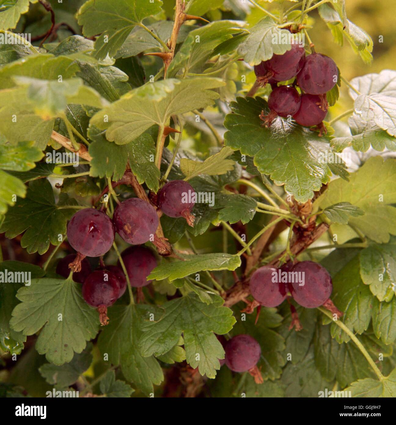 Worcesterberry - (Ribes divaricatum)   FRU048276 Stock Photo