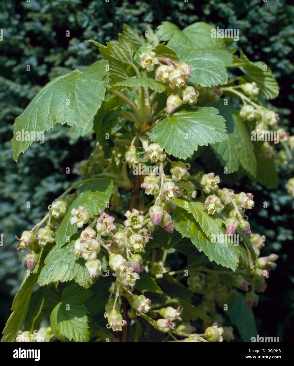 Blackcurrant - showing flowers - (Ribes nigrum)   FRU049845 Stock Photo
