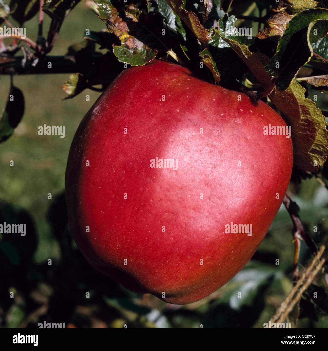 Apple - 'Calville Rouge d'Hiver' (Cooker)   FRU103039 Stock Photo