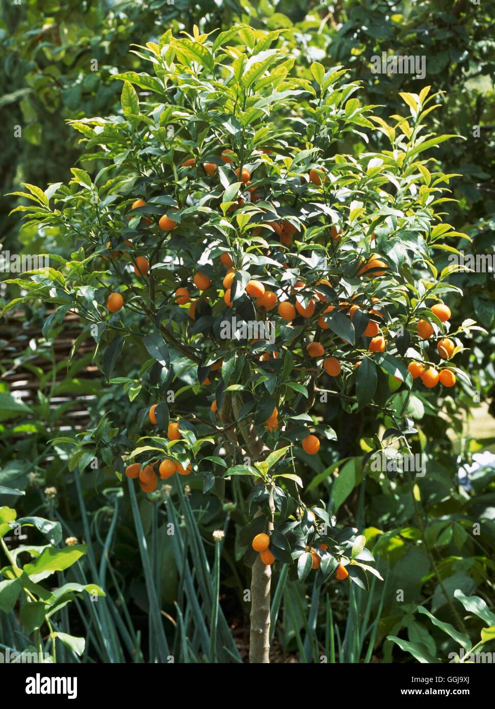 Kumquat - (Fortunella japonica)   FRU111239 Stock Photo