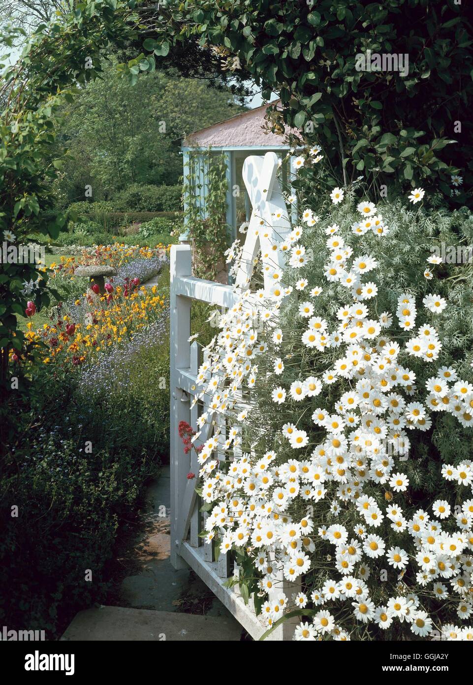 Gateway - with Anthemis punctata ssp. cupaniana growing in the foreground - GREETINGS CARDS RIGHTS SOLD 2000   GAT0758 Stock Photo
