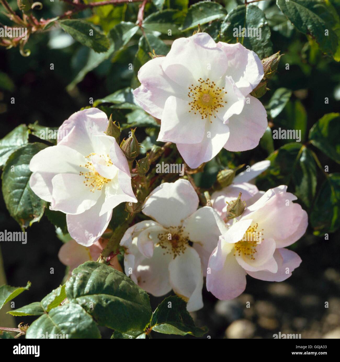 Ground Cover Rose - Rosa `Smarty' GCR013092 Stock Photo - Alamy