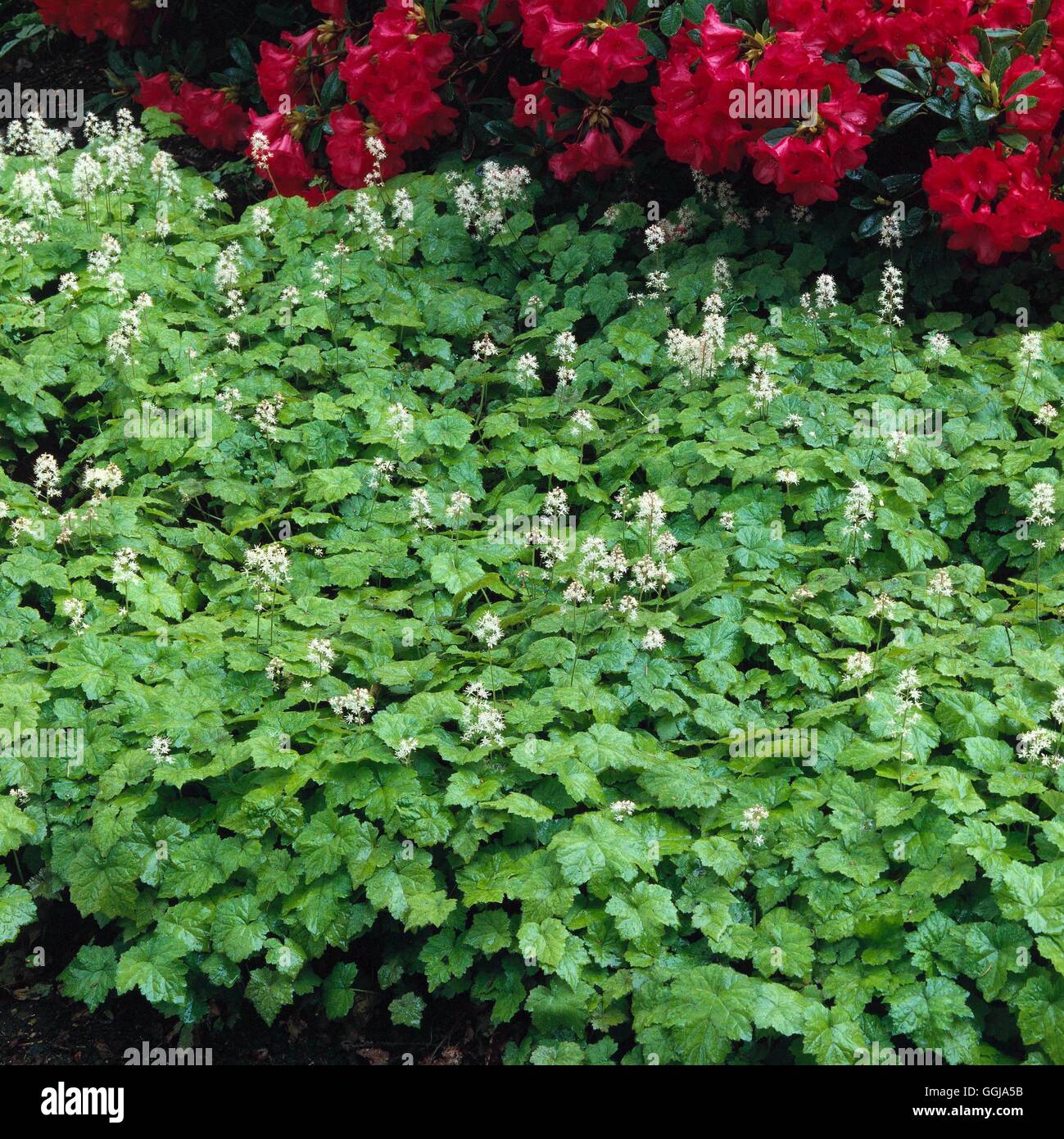 Ground Cover - of Tiarella cordifolia   GDC049659 Stock Photo