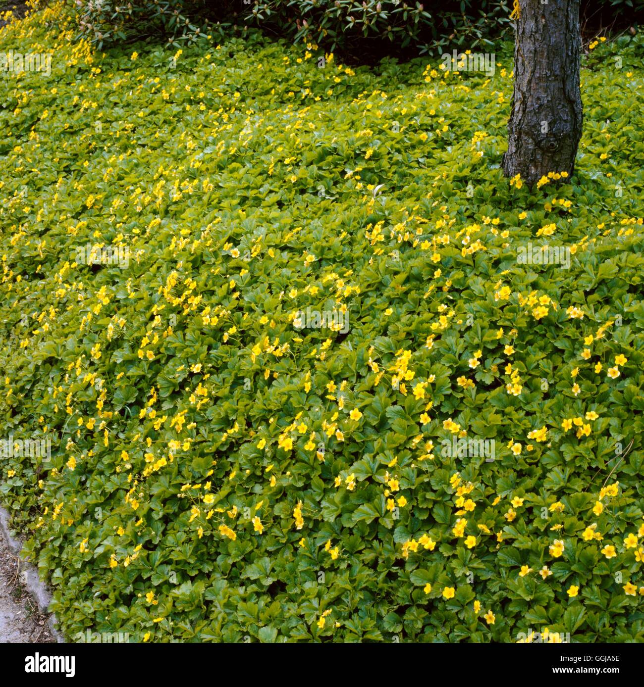 Ground Cover - of Waldsteinia ternata   GDC073146 Stock Photo