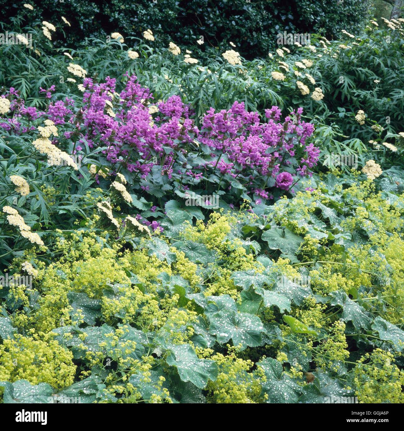 Ground Cover - with Alchemilla mollis  Stachys macrantha and Achillea grandifolia   GDC076250     Ph Stock Photo