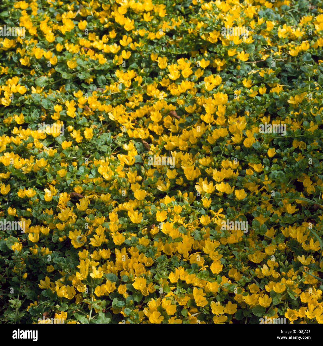 Ground Cover - of Lysimachia nummularia   GDC089888 Stock Photo