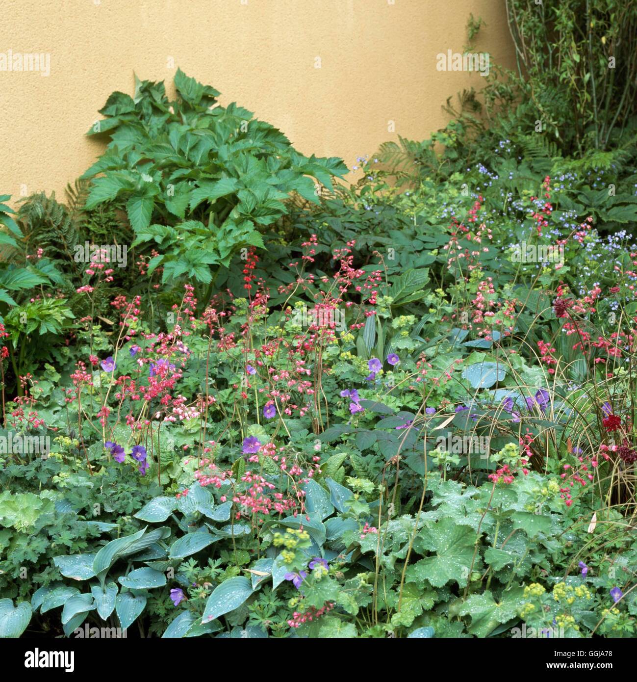 Ground Cover - of Hostas  Heucera and Alchemilla mollis - (Please credit: Photos Hort/Chelsea FS 2002)   GDC105385  Co Stock Photo