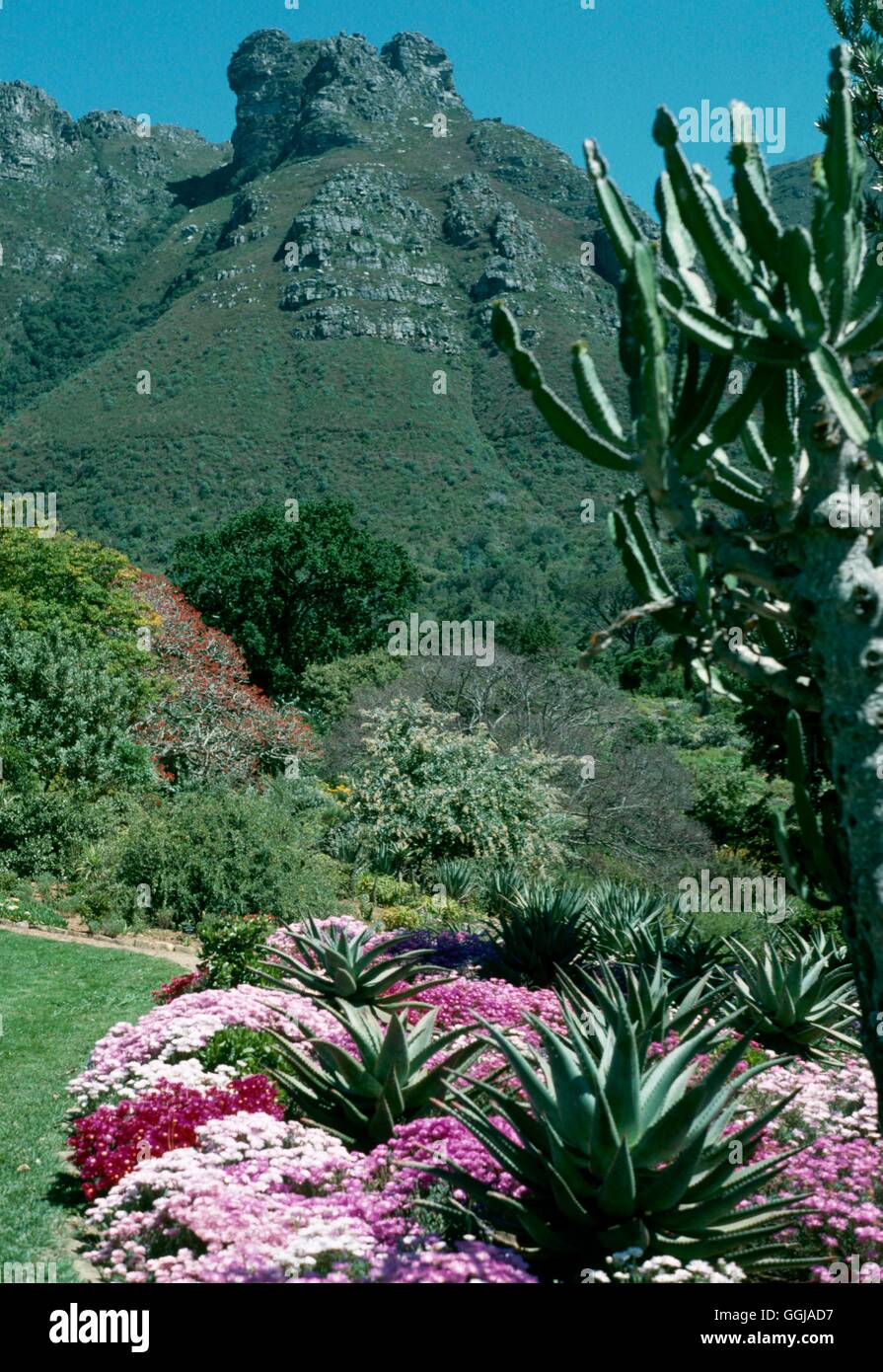 Kirstenbosch Nat Bot Garden - South Africa 1988 (Photographer: RG)   GDN093042     Photos Horticultu Stock Photo