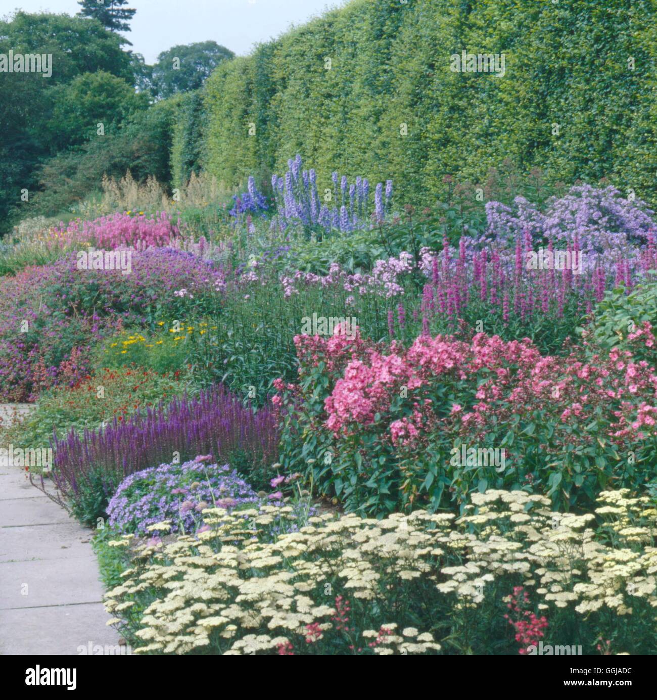 Edinburgh Royal Botanic Garden - The great perennial border   GDN095193  /Pho Stock Photo
