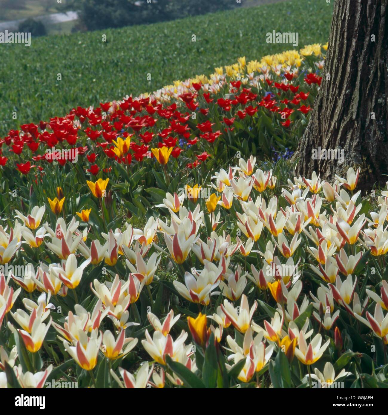 Mainau Gardens - Lake Constance  Germany. Tulipa kaufmanniana in foreground   GDN108108     Photos H Stock Photo