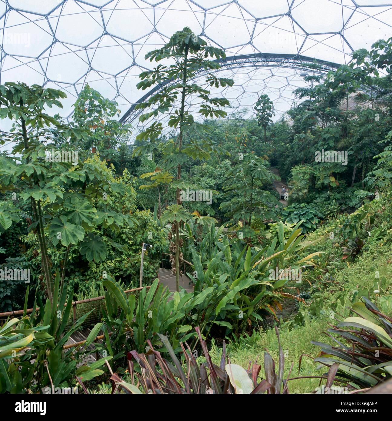 Eden Project - St. Austell  Cornwall. Humid Tropics Biome- - (Please credit)   GDN108400     Photos Stock Photo