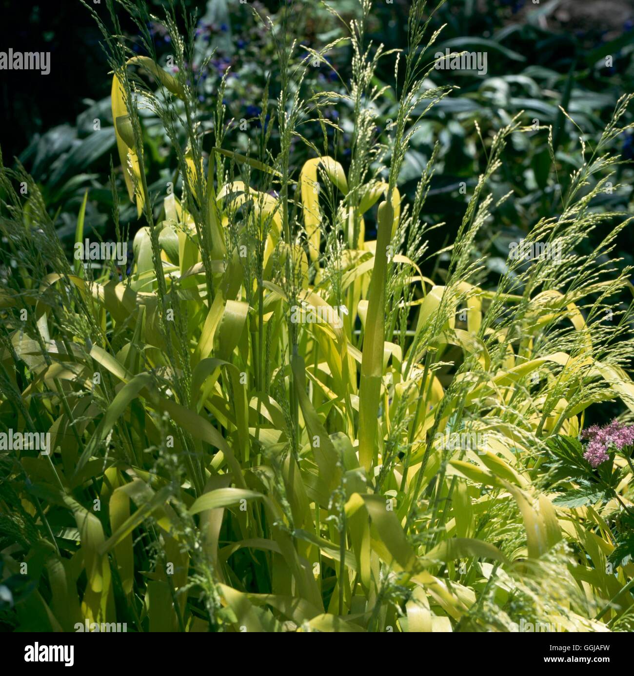 Milium effusum - 'Aureum' Bowles's Golden Grass   GRA002244 Stock Photo
