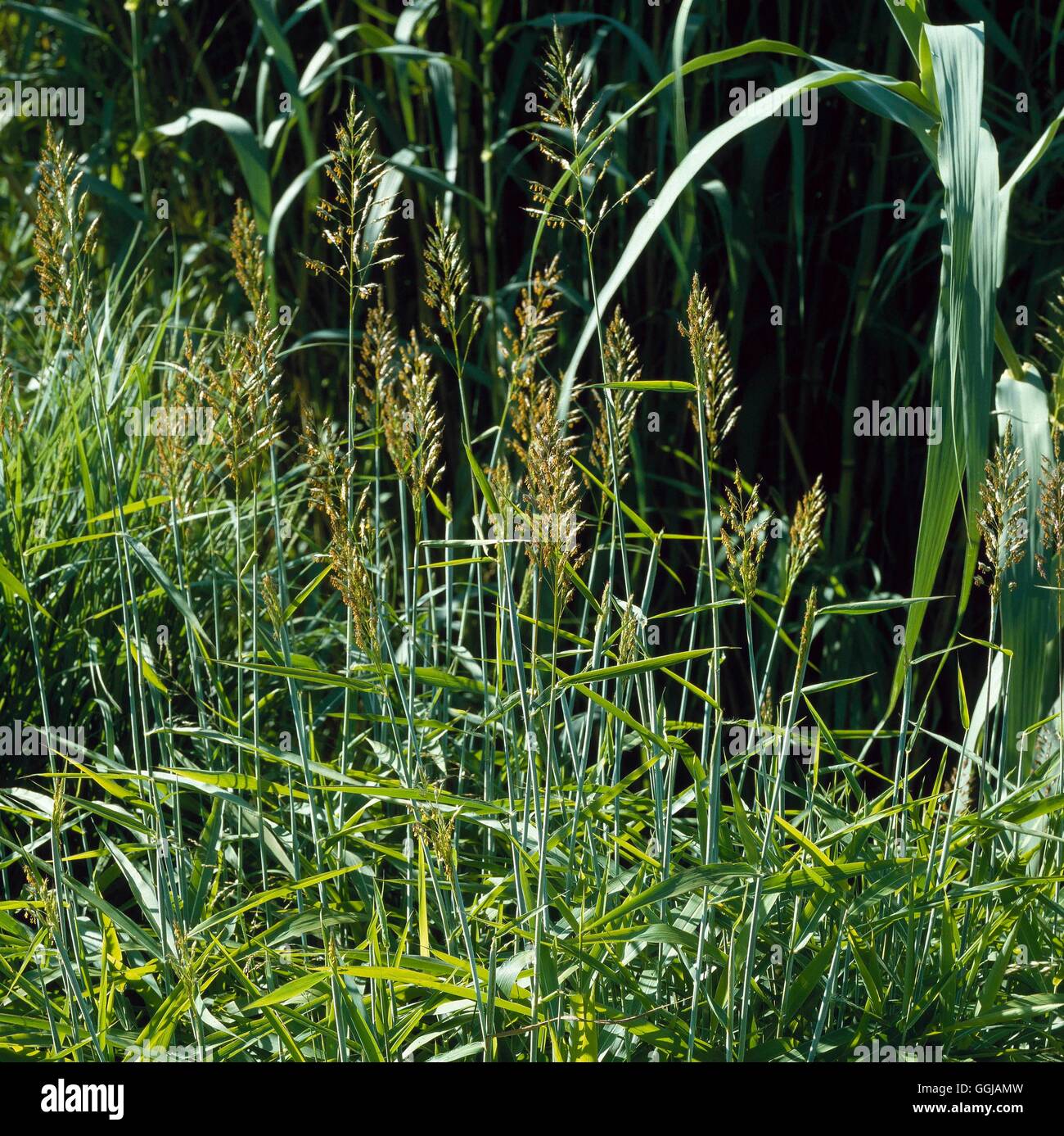 Panicum virgatum - Switch Grass   GRA064205 Stock Photo