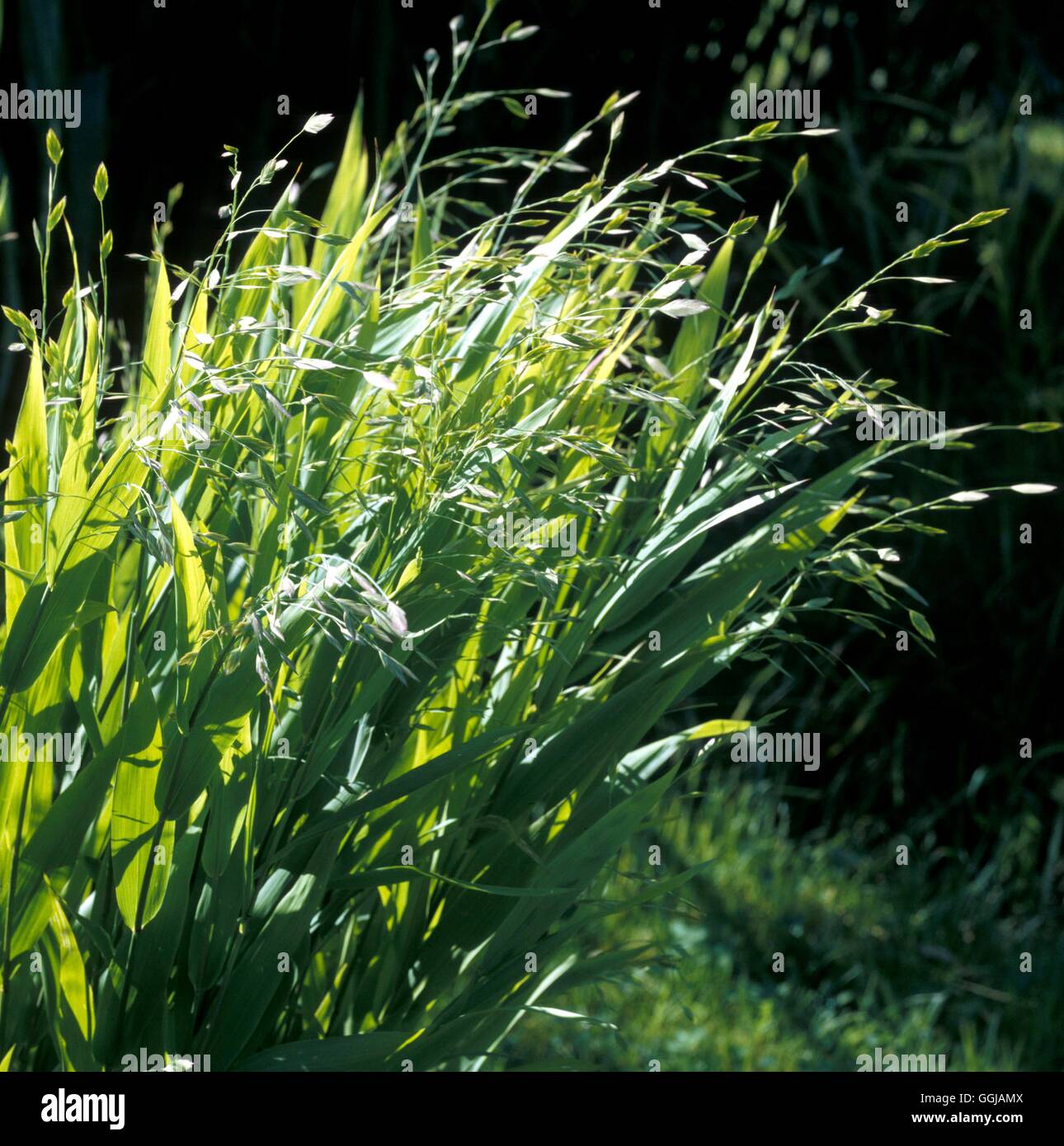 Chasmanthium latifolium (Syn Uniola latifolia)  Spangle Grass' or 'Northern Sea Oats'  Date: 30.06.08  GRA064204  COM' Stock Photo