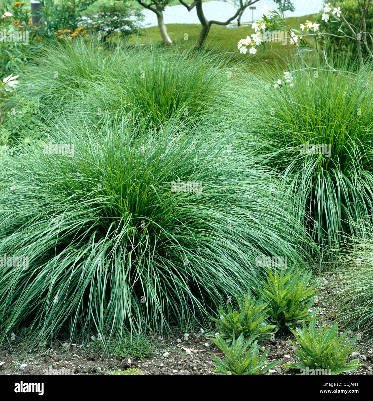 Pennisetum alopecuroides   GRA064756 Stock Photo