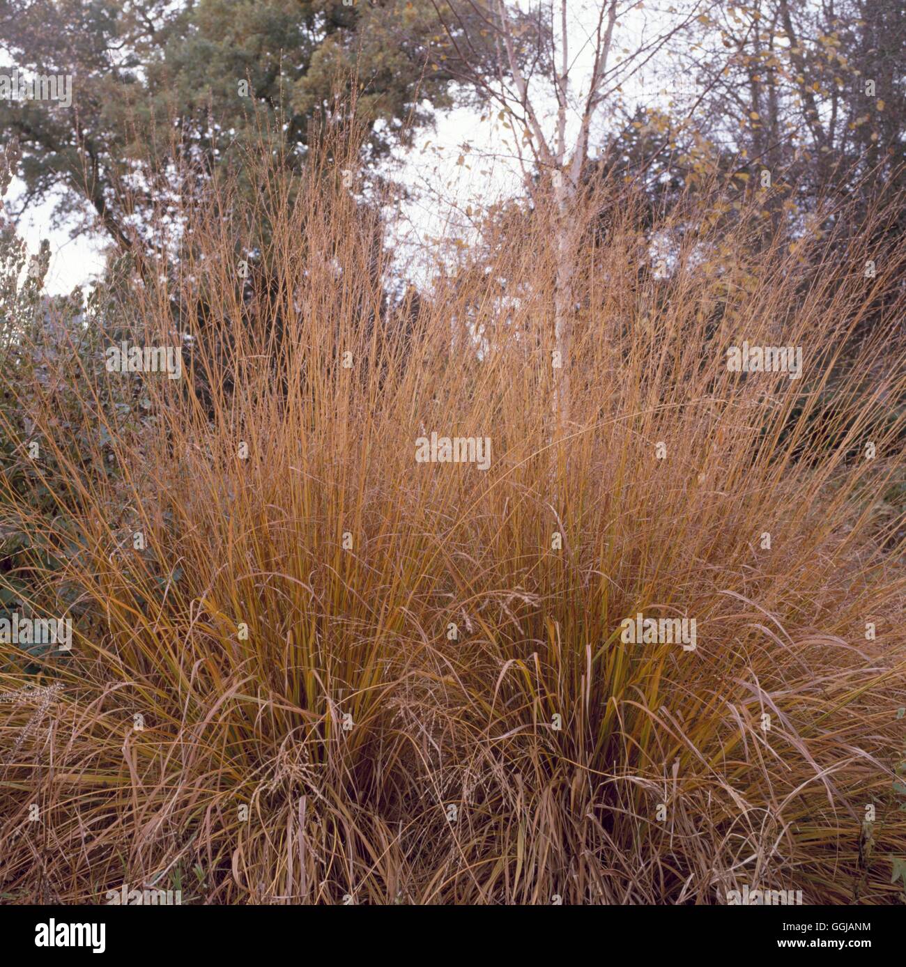 Molinia caerulea subsp arundinacea autumn hi-res stock photography and ...