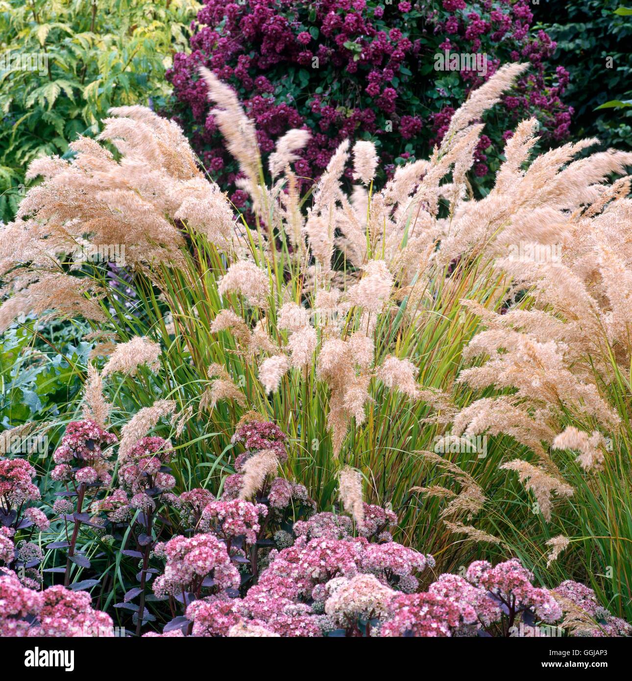 Stipa calamagrostis on sale