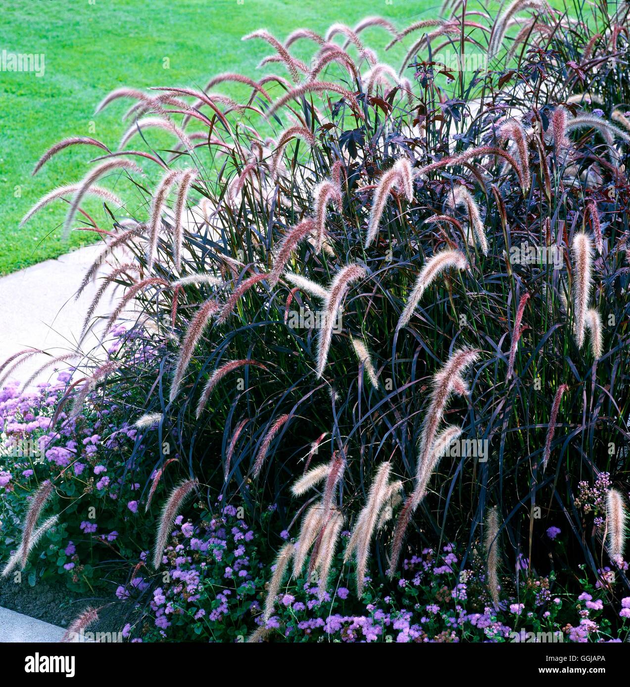 Pennisetum setaceum - 'Atrosanguinea'   GRA085509 Stock Photo