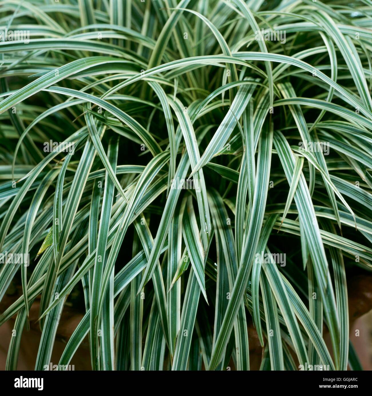 Carex - 'Silver Sceptre'   GRA092664 Stock Photo