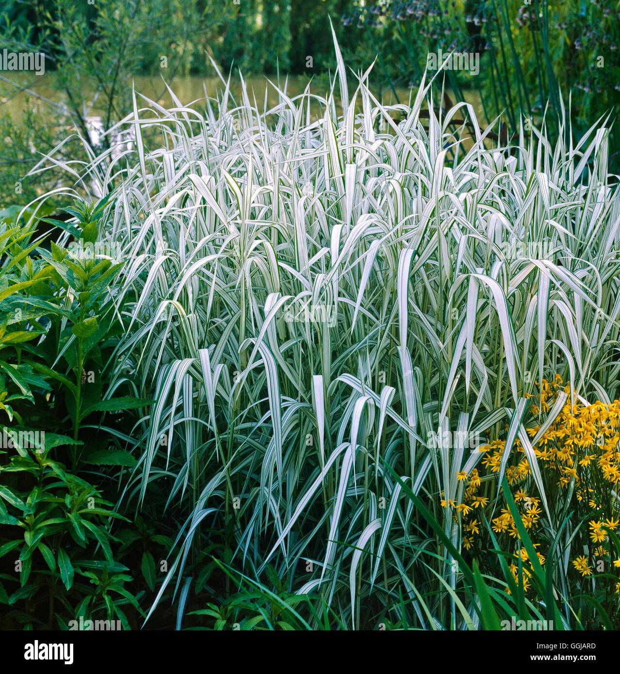 Phalaris arundinacea - 'Feesy'   GRA095492 Stock Photo
