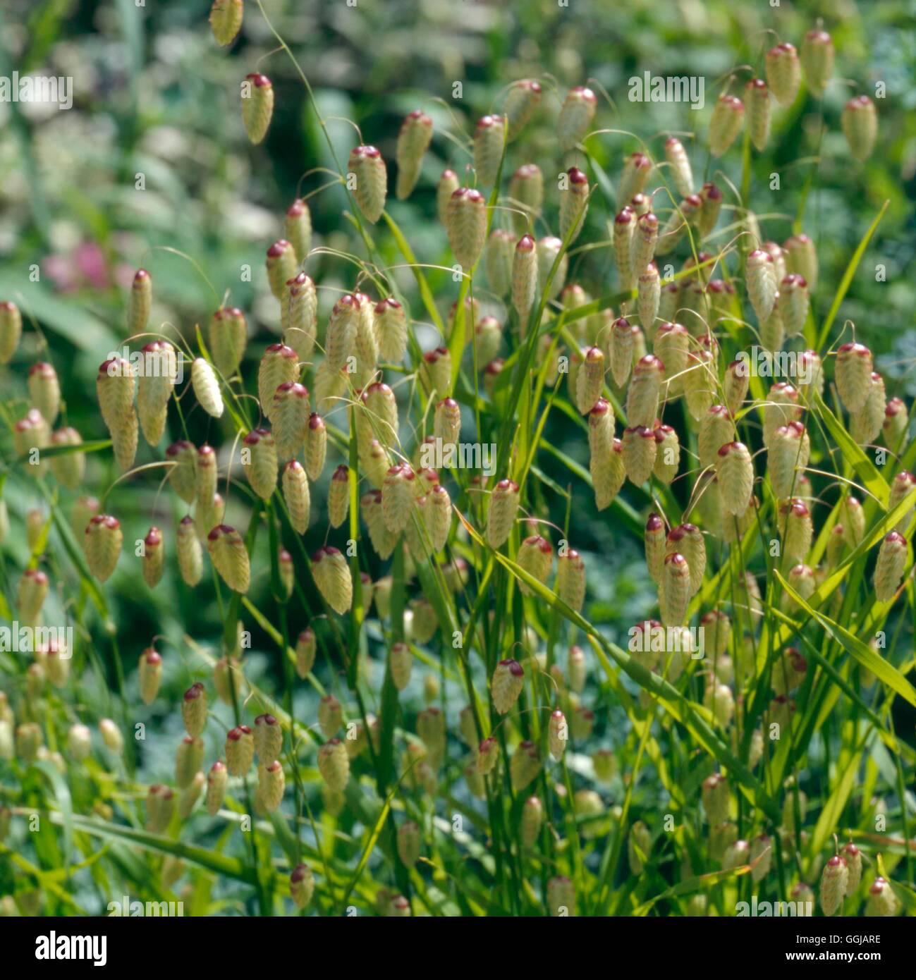 Briza maxima - Giant Quaking Grass   GRA096523 Stock Photo